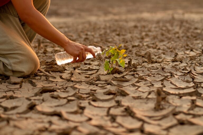 Man,Watering,Green,Tree,After,Planting,On,Dry,Land,Metaphor