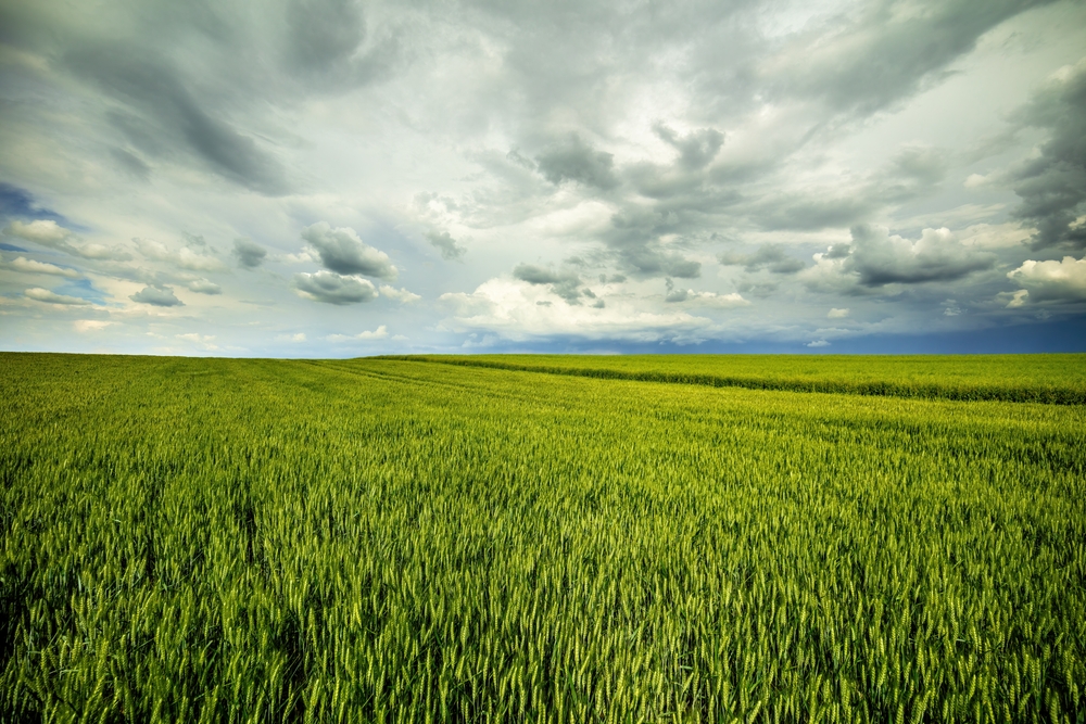 Expansive,Green,Wheat,Field,Stretching,Under,A,Dramatic,Cloudy,Sky,